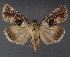  ( - DLWC011244)  @11 [ ] CreativeCommons  Attribution (by) (2019) David Wikle Canadian National Collection of Insects and Nematodes