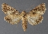 ( - DLWC011360)  @11 [ ] CreativeCommons  Attribution (by) (2019) David Wikle Canadian National Collection of Insects and Nematodes