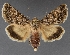  ( - DLWC011472)  @11 [ ] CreativeCommons  Attribution (by) (2019) David Wikle Canadian National Collection of Insects and Nematodes