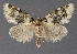  ( - DLWC011534)  @11 [ ] CreativeCommons  Attribution (by) (2019) David Wikle Canadian National Collection of Insects and Nematodes