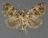  ( - DLWC011548)  @11 [ ] CreativeCommons  Attribution (by) (2019) David Wikle Canadian National Collection of Insects and Nematodes