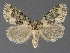  ( - DLWC011550)  @11 [ ] CreativeCommons  Attribution (by) (2019) David Wikle Canadian National Collection of Insects and Nematodes