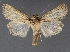  ( - DLWC011568)  @11 [ ] CreativeCommons  Attribution (by) (2019) David Wikle Canadian National Collection of Insects and Nematodes
