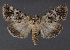  ( - DLWC011621)  @11 [ ] CreativeCommons  Attribution (by) (2019) David Wikle Canadian National Collection of Insects and Nematodes