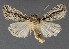  ( - DLWC011693)  @11 [ ] CreativeCommons  Attribution (by) (2019) David Wikle Canadian National Collection of Insects and Nematodes