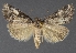  ( - DLWC011758)  @11 [ ] CreativeCommons  Attribution (by) (2019) David Wikle Canadian National Collection of Insects and Nematodes