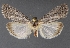  ( - DLWC011786)  @13 [ ] CreativeCommons  Attribution (by) (2019) David Wikle Canadian National Collection of Insects and Nematodes