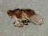  (Melanochaeta sp. 1 - Cau00267)  @11 [ ] CreativeCommons - Attribution (2009) Unspecified Centre for Biodiversity Genomics