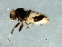  ( - Cau00277)  @11 [ ] CreativeCommons - Attribution (2009) Unspecified Centre for Biodiversity Genomics