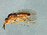  (Steleocerellus sp. 1 - Cau00289)  @14 [ ] CreativeCommons - Attribution (2009) Unspecified Centre for Biodiversity Genomics