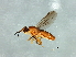  ( - Cau00296)  @14 [ ] CreativeCommons - Attribution (2009) Unspecified Centre for Biodiversity Genomics