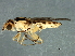  (Meromyza sp. 1 - Cau00315)  @14 [ ] CreativeCommons - Attribution (2009) Unspecified Centre for Biodiversity Genomics
