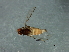  (Dicraeus sp. 2 - Cau00316)  @11 [ ] CreativeCommons - Attribution (2009) Unspecified Centre for Biodiversity Genomics