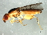  (Meromyza sp. 2 - Cau00317)  @11 [ ] CreativeCommons - Attribution (2009) Unspecified Centre for Biodiversity Genomics
