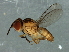  (Steleocerellus sp. 3 - Cau00322)  @11 [ ] CreativeCommons - Attribution (2009) Unspecified Centre for Biodiversity Genomics