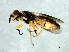  (Centorisoma sp. 1 - Cau00330)  @13 [ ] CreativeCommons - Attribution (2009) Unspecified Centre for Biodiversity Genomics