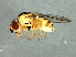 (Thaumatomyia sp. 4 - Cau00340)  @13 [ ] CreativeCommons - Attribution (2009) Unspecified Centre for Biodiversity Genomics