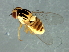  ( - Cau00341)  @13 [ ] CreativeCommons - Attribution (2009) Unspecified Centre for Biodiversity Genomics