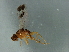  (Melanochaeta sp. 3 - Cau00352)  @11 [ ] CreativeCommons - Attribution (2009) Unspecified Centre for Biodiversity Genomics