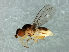  (Chloropsina - Cau00358)  @11 [ ] CreativeCommons - Attribution (2009) Unspecified Centre for Biodiversity Genomics