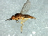  (Steleocerellus sp. 5 - Cau00360)  @14 [ ] CreativeCommons - Attribution (2009) Unspecified Centre for Biodiversity Genomics