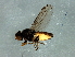  (Dicraeus sp. 6 - Cau00382)  @13 [ ] CreativeCommons - Attribution (2009) Unspecified Centre for Biodiversity Genomics