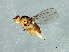  (Diplotoxa sp. 2 - Cau00388)  @13 [ ] CreativeCommons - Attribution (2009) Unspecified Centre for Biodiversity Genomics