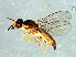  (Steleocerellus sp. 6 - Cau00390)  @12 [ ] CreativeCommons - Attribution (2009) Unspecified Centre for Biodiversity Genomics