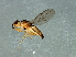  ( - Cau00392)  @13 [ ] CreativeCommons - Attribution (2009) Unspecified Centre for Biodiversity Genomics