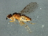  (Steleocerellus - Cau00393)  @14 [ ] CreativeCommons - Attribution (2009) Unspecified Centre for Biodiversity Genomics
