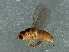  (Diplotoxa sp. 3 - Cau00416)  @11 [ ] CreativeCommons - Attribution (2009) Unspecified Centre for Biodiversity Genomics