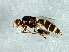 (Meromyza sp. 4 - Cau00419)  @13 [ ] CreativeCommons - Attribution (2009) Unspecified Centre for Biodiversity Genomics