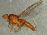  (Pachylophus - Cau00425)  @14 [ ] CreativeCommons - Attribution (2009) Unspecified Centre for Biodiversity Genomics