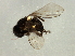  (Metopomyza xanthaspis - Cau00463)  @13 [ ] CreativeCommons - Attribution (2009) Unspecified Centre for Biodiversity Genomics