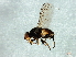  (Dicraeus sp. 7 - Cau00405)  @13 [ ] CreativeCommons - Attribution (2009) Unspecified Centre for Biodiversity Genomics