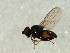  ( - Cau00431)  @12 [ ] CreativeCommons - Attribution (2009) Unspecified Centre for Biodiversity Genomics