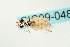  (Ellipsoptera lepida - CIC09-048)  @14 [ ] Unspecified (default): All Rights Reserved  Unspecified Unspecified