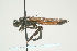  (Sirex areolatus - SIR 043)  @14 [ ] Unspecified (default): All Rights Reserved  Unspecified Unspecified