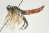  (Sirex varipes - SIR 046)  @13 [ ] Unspecified (default): All Rights Reserved  Unspecified Unspecified