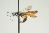  (Sirex cyaneus - SIR 061)  @14 [ ] Unspecified (default): All Rights Reserved  Unspecified Unspecified