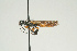  (Sirex cyaneus - SIR 062)  @14 [ ] Unspecified (default): All Rights Reserved  Unspecified Unspecified