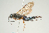  (Sirex nitidus - SIR 067)  @15 [ ] Unspecified (default): All Rights Reserved  Unspecified Unspecified