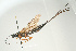  (Xeris caudatus - SIR 084)  @14 [ ] Unspecified (default): All Rights Reserved  Unspecified Unspecified