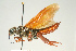  (Sirex obesus - SIR 093)  @14 [ ] Unspecified (default): All Rights Reserved  Unspecified Unspecified