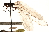 ( - BIOUG10951-F12)  @11 [ ] CreativeCommons - Attribution (2014) CBG Photography Group Centre for Biodiversity Genomics