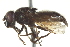  ( - CNC DIPTERA 135377)  @13 [ ] CreativeCommons - Attribution (2012) CNC/CBG Photography Group Centre for Biodiversity Genomics
