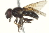  ( - CNC DIPTERA 135422)  @13 [ ] CreativeCommons - Attribution (2012) CNC/CBG Photography Group Centre for Biodiversity Genomics