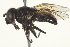  ( - CNC DIPTERA 135425)  @13 [ ] CreativeCommons - Attribution (2012) CNC/CBG Photography Group Centre for Biodiversity Genomics