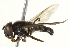  ( - CNC DIPTERA 147393)  @13 [ ] CreativeCommons - Attribution (2012) CNC/CBG Photography Group Centre for Biodiversity Genomics