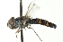  (Pseudoscaeva - CNC DIPTERA 159999)  @14 [ ] CreativeCommons - Attribution (2012) CNC/CBG Photography Group Centre for Biodiversity Genomics